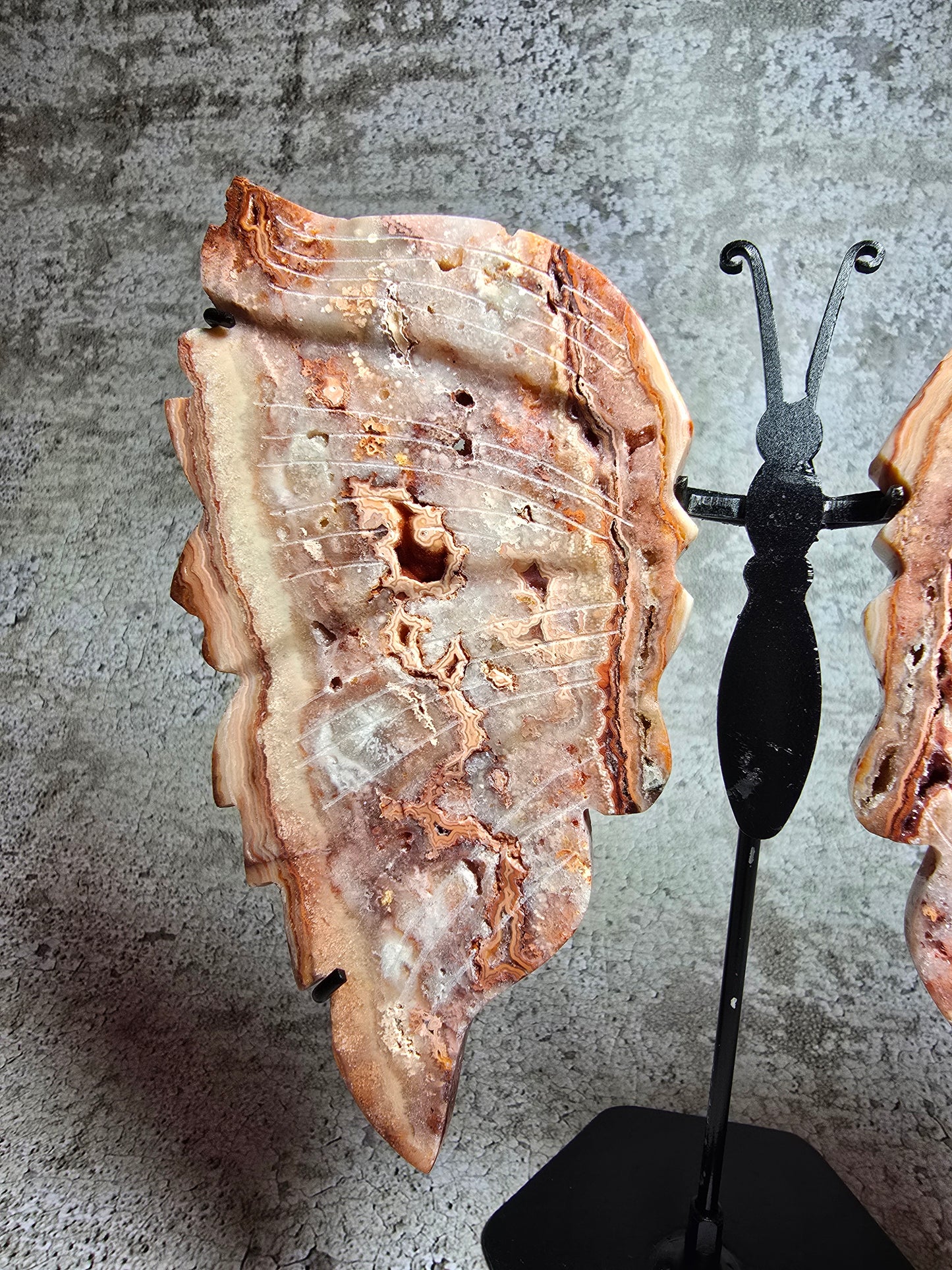 Rosa Crazy lace fjäril#3